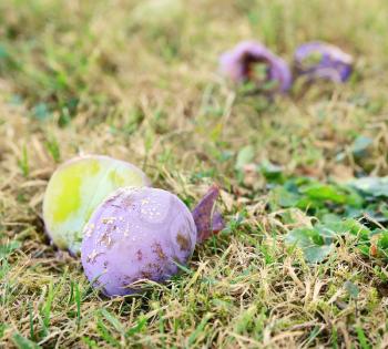 Fallen rotten plum on the ground in the garden.