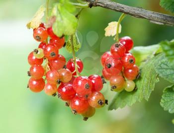 Fresh red currant (Ribes rubrum) fruit hanging on the twig.