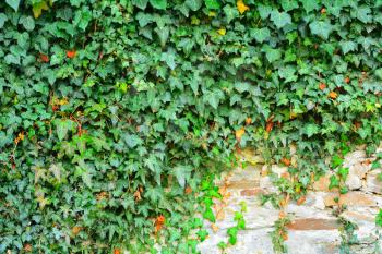 Exterior stone wall covered in green ivy.