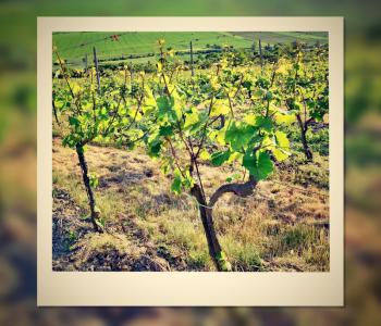 Instant photo frame with vineyard.