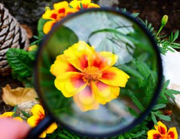 View of red yellow Tagetes patula nana durango bee flower under magnifying glass.