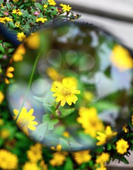 View of yellow Sanvitalia procumbens flower under magnifying glass.