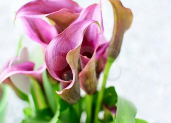 Closeup of purple Calla Lily flower.