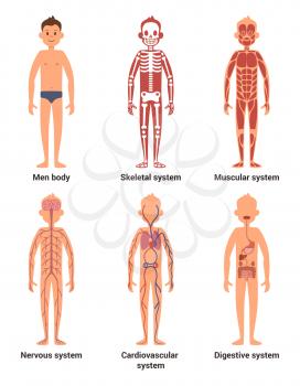Body anatomy of men. Nerves and muscular systems, heart and other organs. Vector illustration set. Skeletal system and blood anatomical system