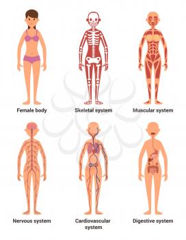 Anatomy of female. Vector illustration of nerves and muscular systems, heart and other organs. Woman skeleton anatomy, nerve and digestion system female