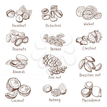 Doodle nuts. Vector hand drawn set isolate on white, Collection of nuts drawing illustration