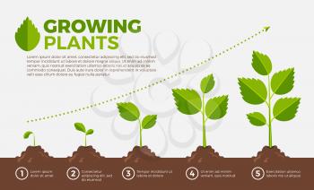 Different steps of growing plants. Vector illustration in cartoon style. Cultivation and botanical, step growing order