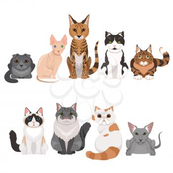 Vector illustrations set of many different kittens. Cats characters in cartoon style. Cartoon cats animal, collection of feline breed