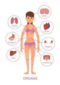 Internal organs of the human body. Anatomy of the female body. Human anatomy with internal organ, vector illustration