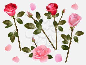 Red rose. Plant love flowers beautiful red buds with green leaves vector herbal illustration collection. Rose aroma and fresh, green leaf and flower