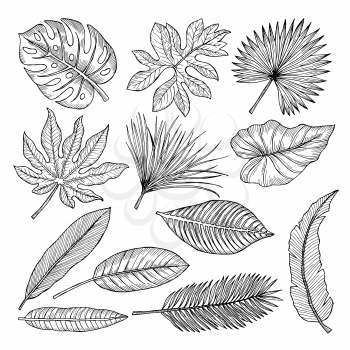 Tropical leaves and plants. Vector hand drawing pictures isolate. Illustration of tropical leaf palm