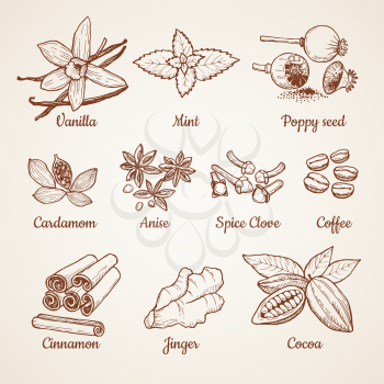 Cinnamon, chocolate, lemon and other kitchen herbs. Hand drawn illustrations. Aroma clove and anise, spice poppy, mint and vanilla vector
