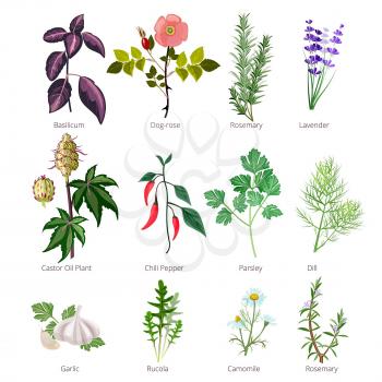 Eating herbs and spices. Healthy organic food and different herbs and flowers valerian rose pharmaceutical vector pictures. Illustration of basilicum and rosemary, lavender and basil