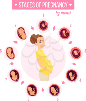 Pregnancy trimester infographic. Human growth stages new born baby development egg embryo fertility vector illustrations. Motherhood pregnant female, nine month, development embryo