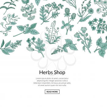 Vector hand drawn banner and poster medical herbs background with place for text illustration