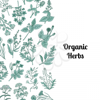 Vector hand drawn medical herbs background with place for text illustration