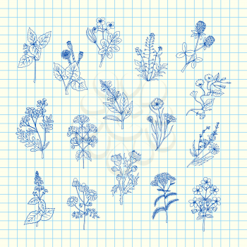 Vector hand drawn medical herbs set on blue cell sheet background illustration. Herb medical and natural, sketch drawn doodle plants