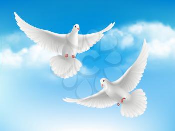 Bird in clouds. Flying white pigeons in blue sky peaceful religion concept with realistic birds vector background. Illustration realistic pigeon, religious symbols bird freedom