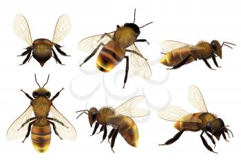 Honeybee realistic. Different wildlife danger insects flying wasp natural botanical fauna vector closeup pictures of bee. Bee wasp realistic, buzzing honeybee illustration