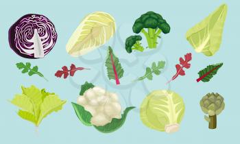 Cabbages. Green natural healthy food for vegetarians harvester spring products vector cartoon illustrations. Cauliflower and cabbage, salad natural organic