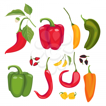 Peppers. Hot spices fresh jalapeno paprika cayenne vector cartoon red peppers collection. Illustration chili spice, red cayenne for spicy