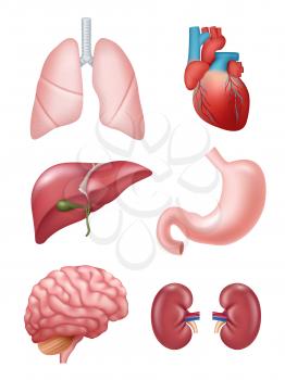 Human organs. Anatomical medical illustrations stomach heart kidney brain vector illustrations. Human liver and kidney, brain organ, stomach and heart
