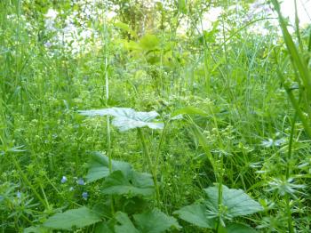 Close up view of mixture of many different green plants and weeds growing in shaded area under trees.