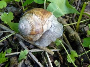 Close up macro detail of roman snail on rough ground.