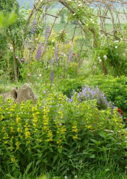 Flower garden with willow tunnel and yellow dotted loosestrife lysimachia punctata, lupine, rock plants and rose.