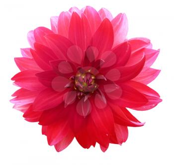 Decorative pink red dahlia flower close up closeup isolated on white background.