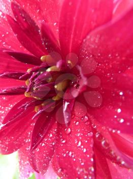 Pink red dahlia with water rain droplets drops closeup close up macro detail.