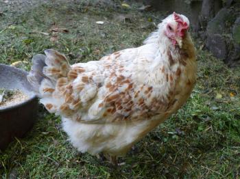 White and brown hen chicken on farm.