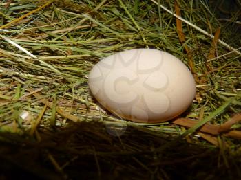 Closeup close up macro detail of hen chicken egg in henhouse hay nest.