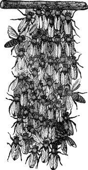 Antique vector drawing or engraving of grunge vintage illustration of swarm of honey bees or honeybees is together building new nest.From book Illustrierter Neuester Bienenfreund, printed in Leipzig, Germany 1852.