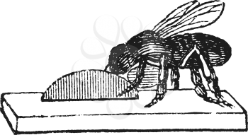 Antique vector drawing or engraving of grunge vintage illustration of honey bee or honeybee worker building new nest or hive from wax.From book Illustrierter Neuester Bienenfreund, printed in Leipzig, Germany 1852.