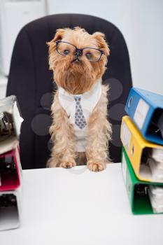 Dog in glasses sitting in an office chair, on with box folder with documents