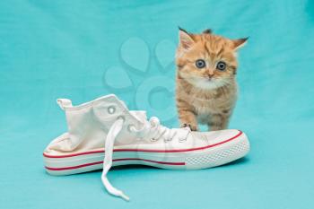 Red British kitten and white sneakers on a blue background