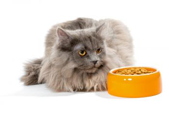  Persian cat sitting near the bowl of dry food, isolated on white