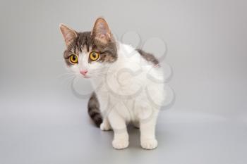 Funny young cat on a gray background