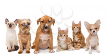 Portrait of small kittens and puppies on a white background