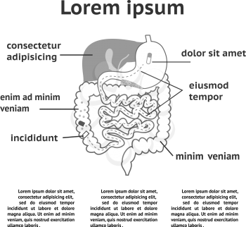 The human digestive system, illustration of splitting pills