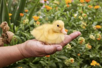 Baby Duck Held in Womans Hand in The Garden 