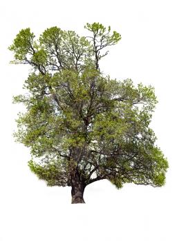 Old Ash Tree With Beautiful Canopy Isolated on White Background 