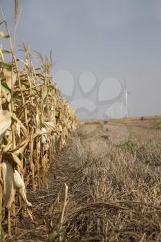 Corn Field Ready To Be Harvested With Wind Farm in Background
