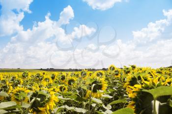 Sunflower Field With Blue Sky and Fluffy Clouds In Background