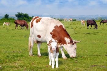 Cows calf and horses on pasture