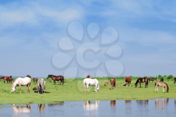 Domestic horses on watering place