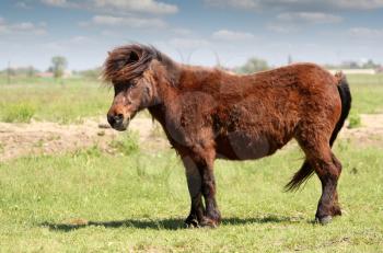 brown pony horse on pasture