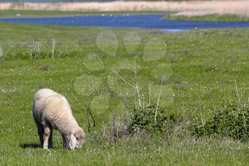 lamb on pasture