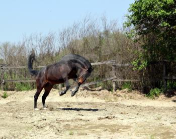 powerful horse running and jumping
